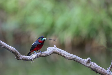 A silver-breasted broad-billed bird intertwines a branch to make a nest in nature.