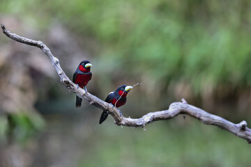Two Silver-breasted Broadbill on branch in nature.