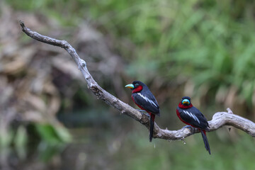 Two Silver-breasted Broadbill on branch in nature.