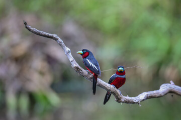 Two Silver-breasted Broadbill on branch in nature.