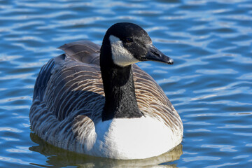Canada Goose swimming on a pond.