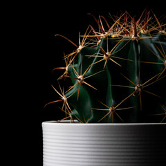 Cactus in white pot on the black background