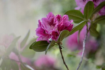 Big azalea or rhododendron in garden. Season of flowering azaleas (rhododendron) at botanical garden