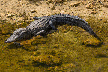 A large alligator rests in the sun next to water at the Big Cypress Reserve in Ochopee, Florida
