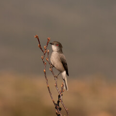 red billed hornbill