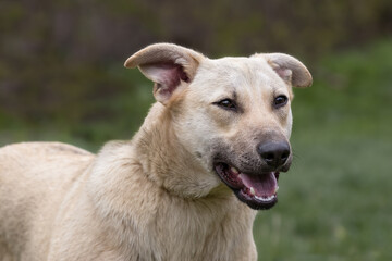 Portrait of a cute happy dog on a green spring background.Close-up.Concept of animal care.