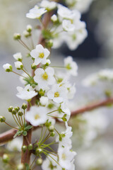 Obraz premium 雪柳の花 