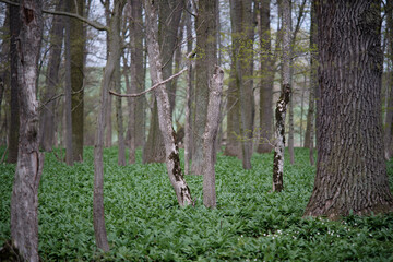 Selective focus of a deciduous tree in a floodplain forest with an undergrowth of wild garlic and anemones. Ramsons with oak and ash trees in hardwood forest. 