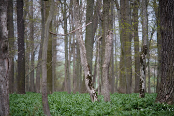 Selective focus of a deciduous tree in a floodplain forest with an undergrowth of wild garlic and anemones. Ramsons with oak and ash trees in hardwood forest. 