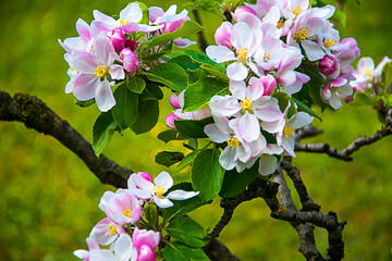 Apple blossom on a dwarf apple tree of the variety James Grieve, which is an early and tasty eating...