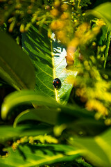 Harlequin ladybirds, because they are large and aggressive, will actually eat other ladybirds especially their larvae, so could pose a threat to less common species. They bite humans if trapped
