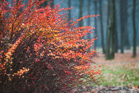Japanese barberry bush in autumn city park against trees in misty morning, fall landscape