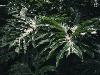 philodendron