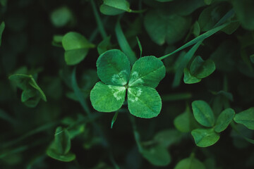 Four-leaf clover on shamrock meadow, overhead view, dark green grass background, lucky charm, copy...