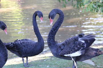 Cisnes Negros / Black Swans