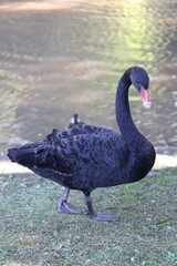 Cisnes Negros / Black Swans