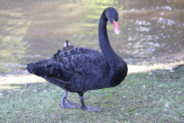 Obraz premium Cisnes Negros / Black Swans