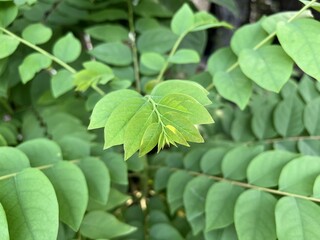 fresh green star gooseberry tree in garden