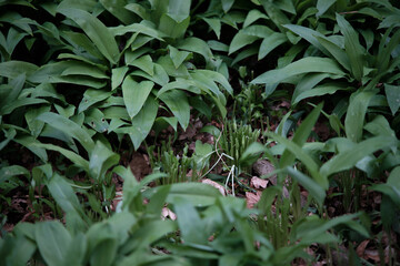 A bunch of wild bear garlic with buds plucked by a human. Cutted leaves of bear garlic in the wild. Nature and biodiversity protection.