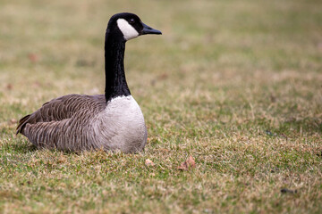 Canada geese (Branta canadensis) laying in the grass in April