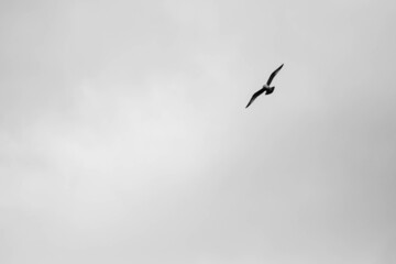 Seagull flying in a cloudy sky with copy space