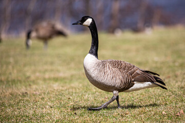 Naklejka na ściany i meble Canada geese (Branta canadensis) walking in the grass in April