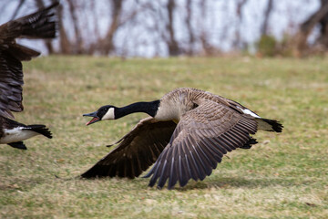 Canada geese (Branta canadensis) chasing another goose away in a park in Wausau, Wisconsin © mtatman