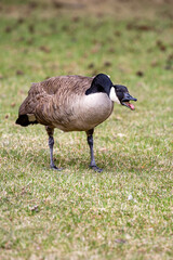 Canada geese (Branta canadensis) talking in a park in April