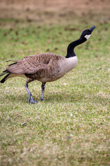 Canada geese (Branta canadensis) stretching his neck in a park