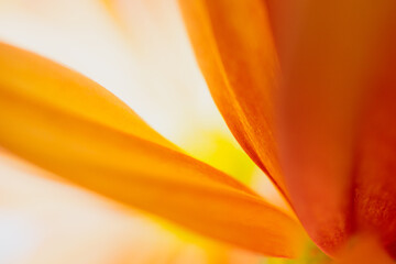 Macro image of petals of mum flower with selective focus