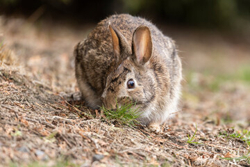 eastern cottontail bunny in early spring