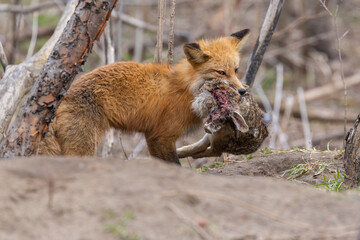 Red fox with prey eastern cottontail rabbit.