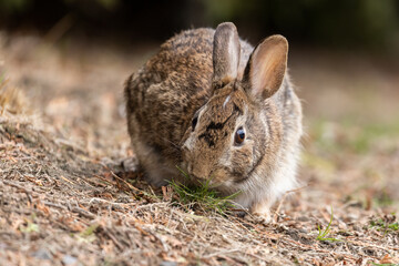 eastern cottontail bunny in early spring