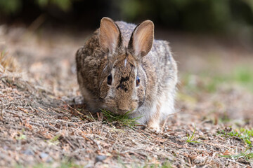 eastern cottontail bunny in early spring