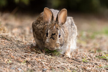 eastern cottontail bunny in early spring