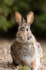 eastern cottontail bunny in early spring