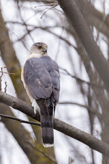Adult female Cooper's hawk (Accipiter cooperii) 