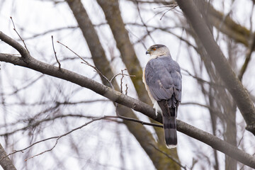 Adult female Cooper's hawk (Accipiter cooperii) 