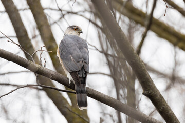 Adult female Cooper's hawk (Accipiter cooperii) 