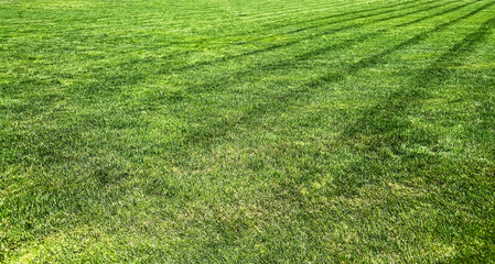 Fototapeta na wymiar backyard lawn ball field mowed grass turf sports green mowing lines fresh cut yard