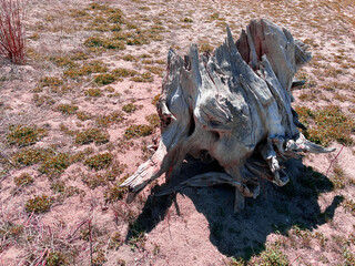 driftwood stump washed ashore lake shore sandy beach shoreline lakeside dead wood