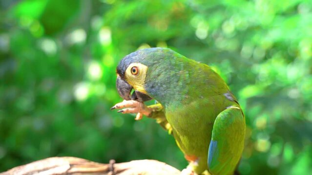 green parrot scene in nature brazil