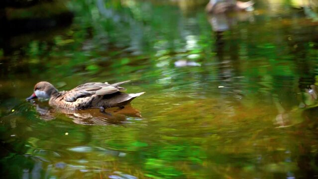 scenes of a duck or mallard in a lake in brazil