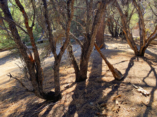 forest sunlight mountain hiking trail shadow afternoon sun ground path shadows trails sunny hike