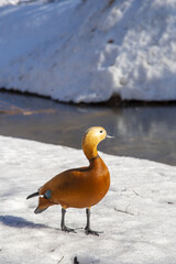 Duck ogar on white snow on a sunny winter day. - obrazy, fototapety, plakaty