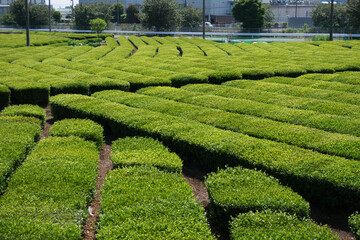 狭山茶の茶畑
