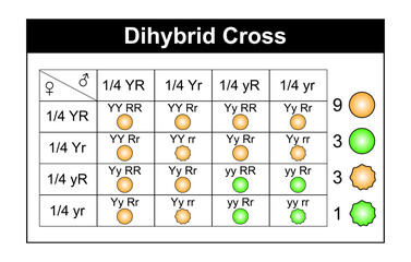 Scientific Designing of Dihybrid Cross Result. Colorful Symbols. Vector Illustration.