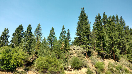 tree lined mountain hillside evergreen trees clear blue sky mountains trail - Powered by Adobe