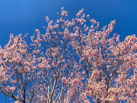 spring backyard pink flowering tree blooming blossoms garden trees blooms clear sky season