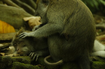 monkey